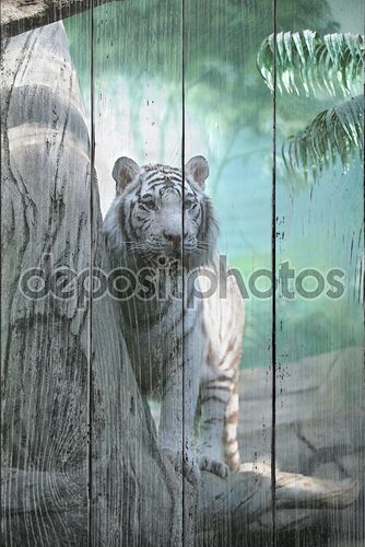 Белый тигр в индийских джунглях