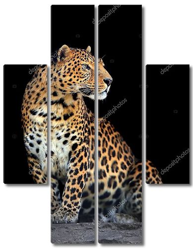 Портрет леопарда на темном фоне