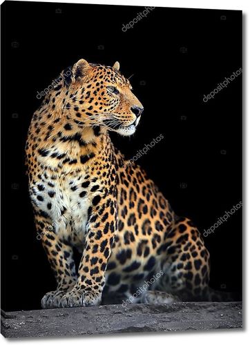 Портрет леопарда на темном фоне