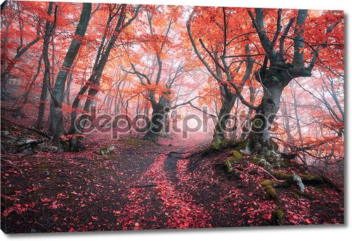 Красный лес в тумане осенью