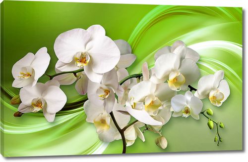 Орхидеи на зеленом