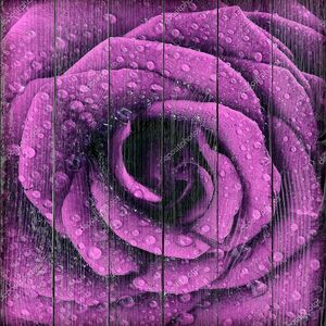 Темный розовый бутон розы