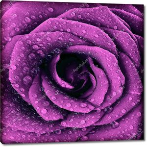 Темный розовый бутон розы