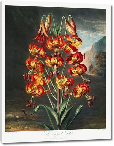 Великолепная лилия из Храма Флоры Роберта Торнтона