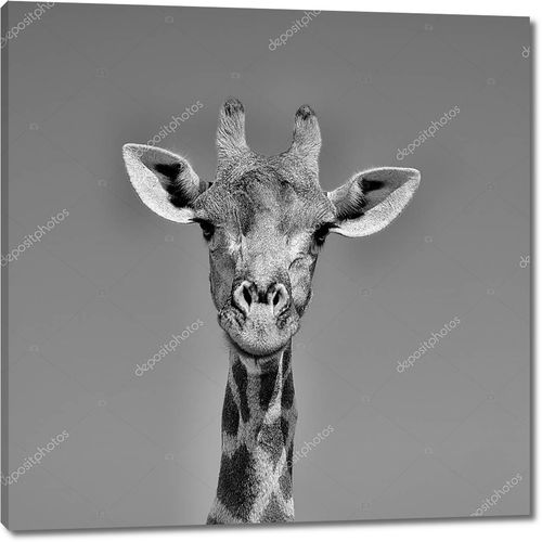 Жираф в Южной Африке лица портрет крупным планом