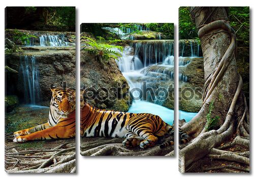 Шикарный тигр лежит у водопада