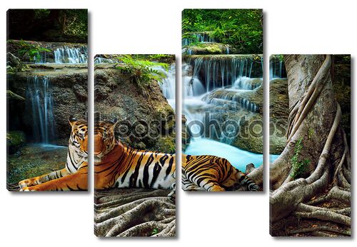 Indochina tiger lying with relaxing under banyantree against bea