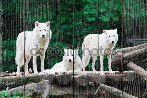 Белые волки у леса
