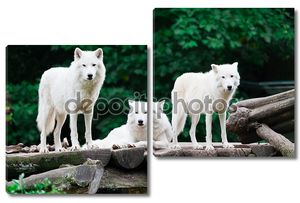 Белые волки у леса