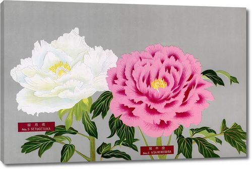 Белый и розовый пионы из Книги пионов префектуры Ниигата, Япония