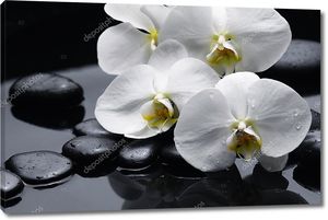 Орхидея на мокрых камнях