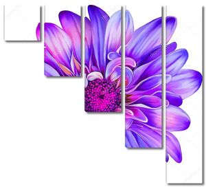 Фиолетовый цветок хризантемы