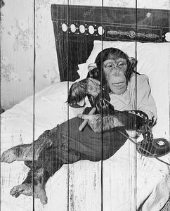 шимпанзе, сидящий в постели по телефону и курящий сигару