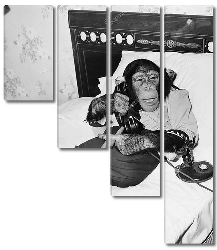 шимпанзе, сидящий в постели по телефону и курящий сигару