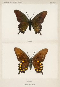 Голубой ласточкин хвост из коллекции мотыльков и бабочек Соединенных Штатов Шермана Дентона