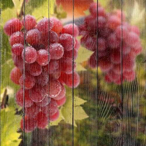 Спелый виноград на винограднике