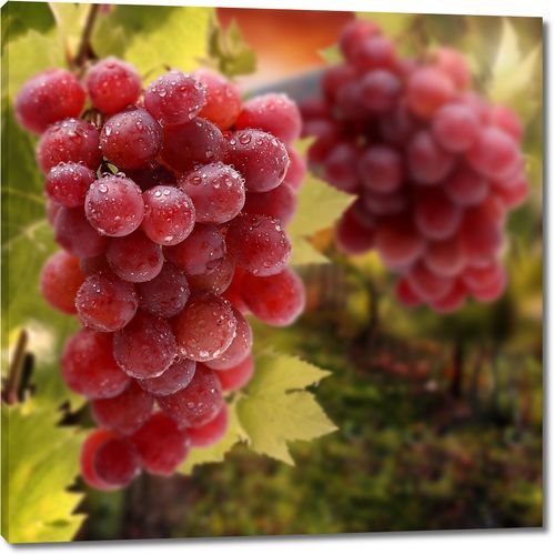 Спелый виноград на винограднике