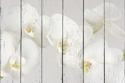Макро белых орхидей на светлом фоне