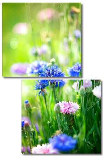 Цветут дикие голубые цветы