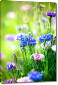 Цветут дикие голубые цветы