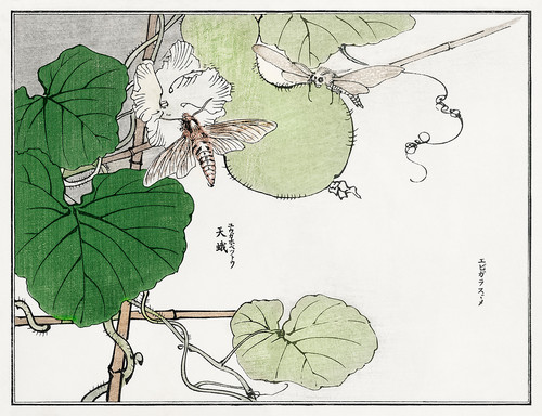 Иллюстрация из Чуруи Гафу - мотыли в листве