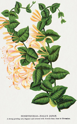 Цветки жимолости - иллюстрация из Ботанической Энциклопедии