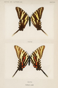 Папилио Аякс из коллекции мотыльков и бабочек Соединенных Штатов Шермана Дентона