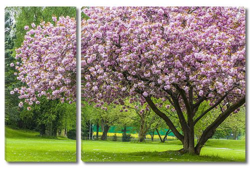 Красивая сакуры дерево в парке