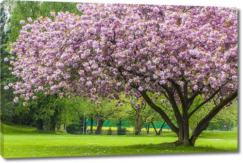 Красивая сакуры дерево в парке
