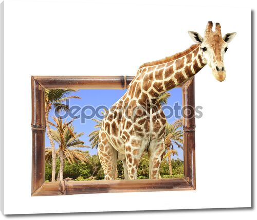 Жираф из рамки