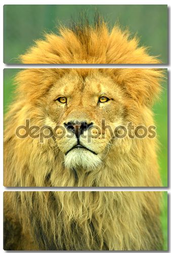 Male Lion close up portrait