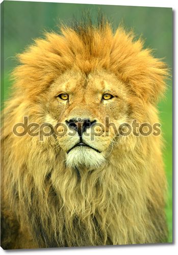 Male Lion close up portrait