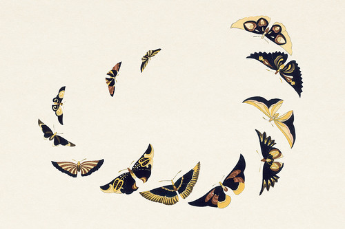 Иллюстрация XX из книги Тысяча бабочек