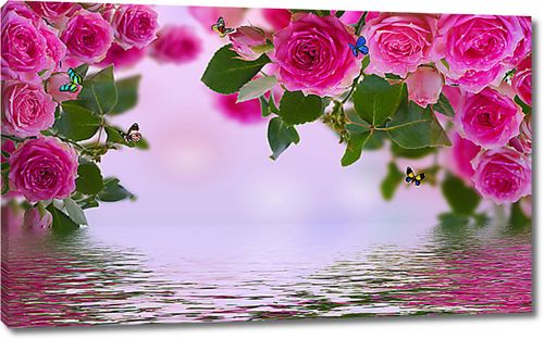 Раскрывшиеся розы над водой