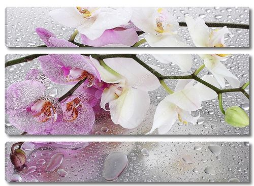 Розовые и белые орхидеи с каплями росы
