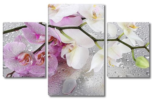 Розовые и белые орхидеи с каплями росы