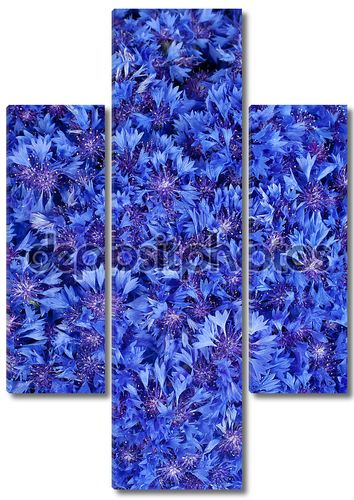 Красивые весенние цветы синий Васильковый на фоне
