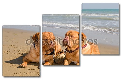 Две расслабленной собаки, лежа на пляже
