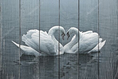 Пара лебедей образуют форму сердца