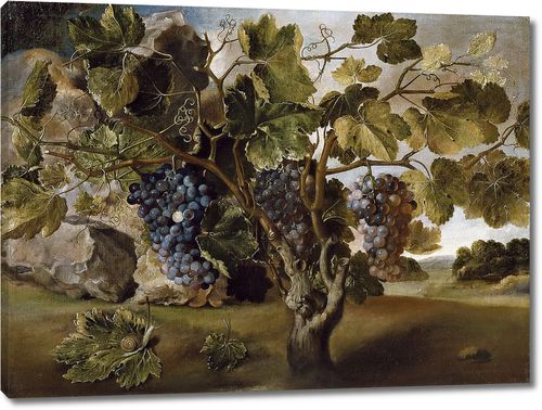 Пейзаж с виноградной лозой