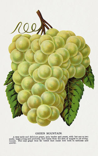 Зеленый виноград - иллюстрация из Ботанической Энциклопедии