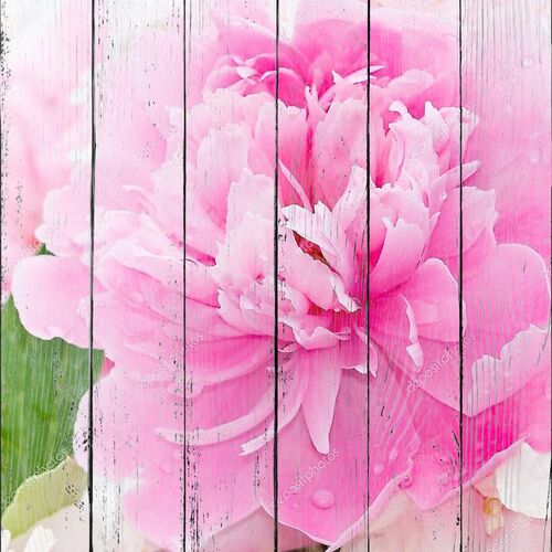 Розовые пионы цветут в саду