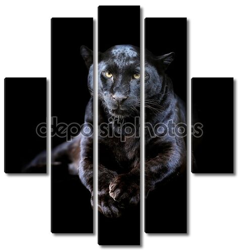 Черный леопард портрет