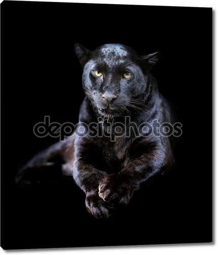 Черный леопард портрет