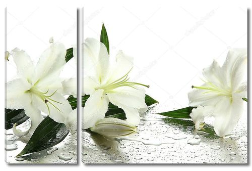Красивые лилии на белом