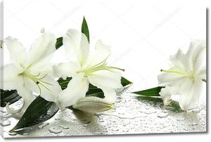 Красивые лилии на белом