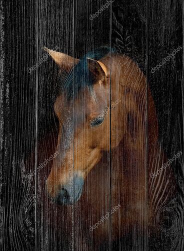 Портрет коня на черном фоне