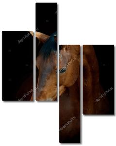 Портрет коня на черном фоне