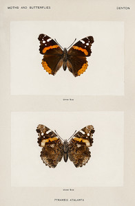 Красный адмирал из коллекции мотыльков и бабочек Соединенных Штатов Шермана Дентона