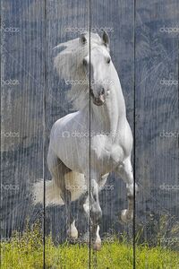 Белая лошадь бежит Галоп